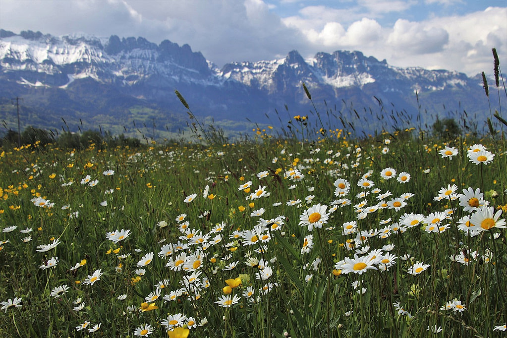 Fleurs d'été en avant plan d'une chaine montagneuse